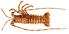 Langouste