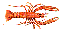 langoustine