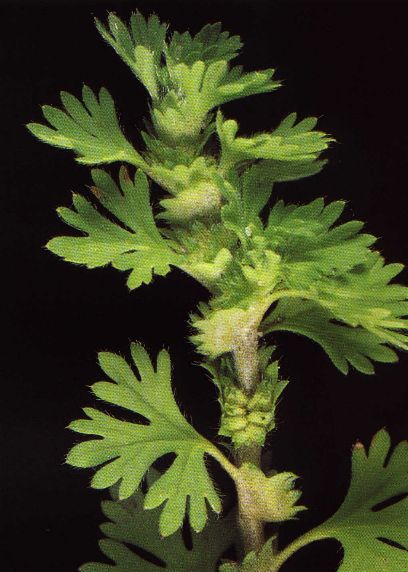 alchemille des Champs