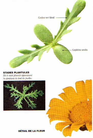 Détail chrysantheme  