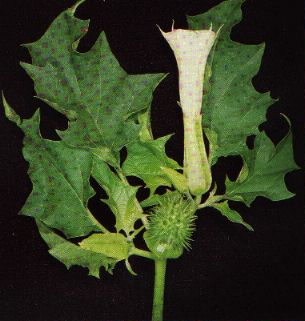 datura