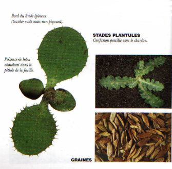 Détail laiteron rude