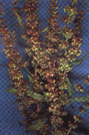 Rumex Crépu