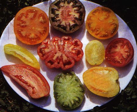 assiette de tomates