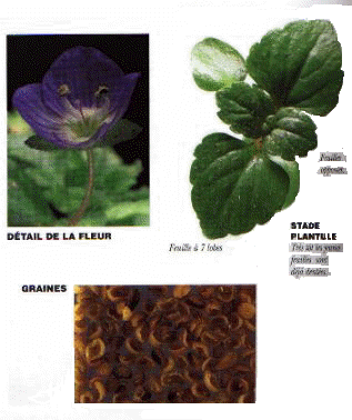 veronique2.JPG (20719 octets)