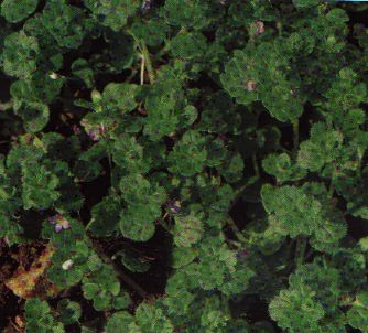 veronique à feuilles de lierre