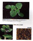 veroniquelierre2.JPG (6748 octets)