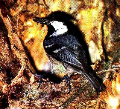 mesange noire (56008 octets)